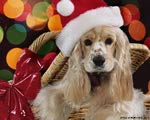 sfondo natalizio cane